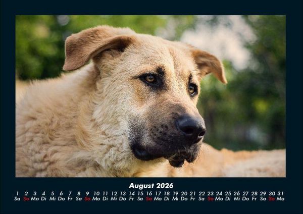 Produktbild: Hunde 2026 Fotokalender DIN A4