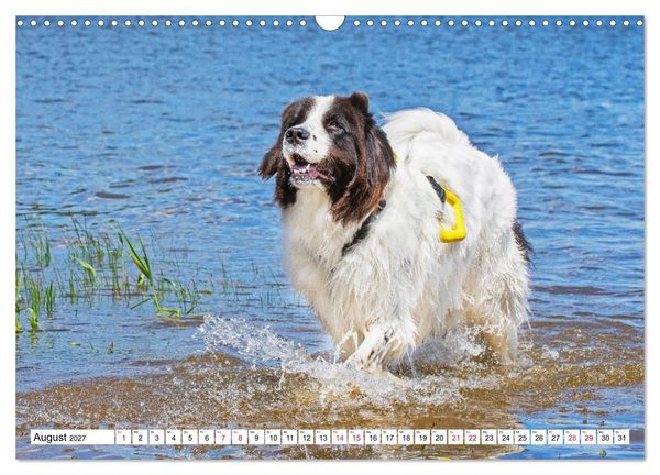 Produktbild: Traumhund Landseer (Wandkalender 2027 DIN A3 quer), CALVENDO Monatskalender