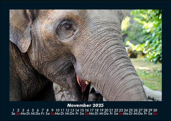 Produktbild: Welt der Tiere 2025 Fotokalender DIN A5