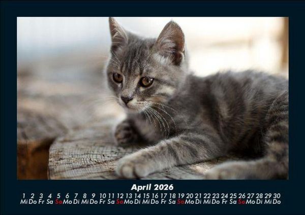 Produktbild: F&uuml;r Katzenfreunde 2026 Fotokalender DIN A5