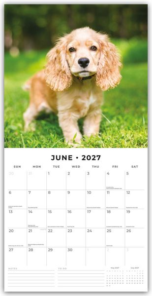 Produktbild: English Cocker Spaniels &ndash; Englisch Cocker Spaniel 2027 &ndash; 16-Monatskalender