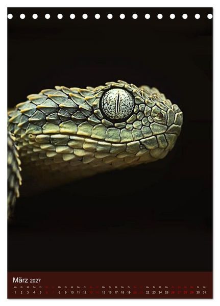 Produktbild: The Power Of Snake (Tischkalender 2027 DIN A5 hoch), CALVENDO Monatskalender