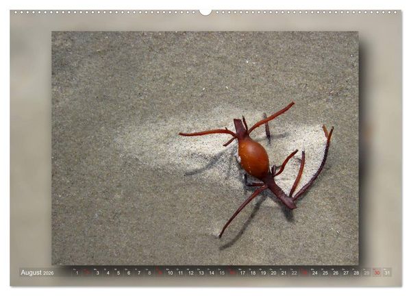 Produktbild: Baltrum - Ein Tag am Strand (hochwertiger Premium Wandkalender 2026 DIN A2 quer), Kunstdruck in Hochglanz