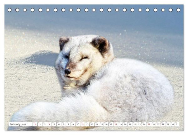 Produktbild: Wildlife of the Tundra (Desk Calendar 2026 DIN A5 landscape), CALVENDO 12 Month DeskCalendar