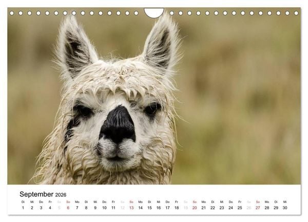 Produktbild: Peru - Land der Inkas und Alpakas (Wandkalender 2026 DIN A4 quer), CALVENDO Monatskalender