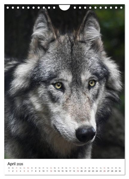 Produktbild: Wolf-Gesichter (Wandkalender 2026 DIN A4 hoch), CALVENDO Monatskalender