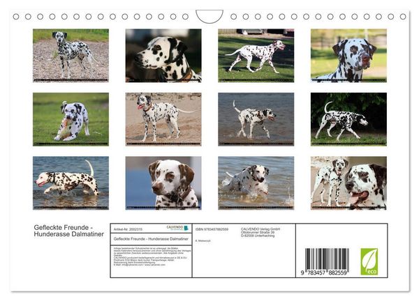 Produktbild: Gefleckte Freunde - Hunderasse Dalmatiner (Wandkalender 2026 DIN A4 quer), CALVENDO Monatskalender