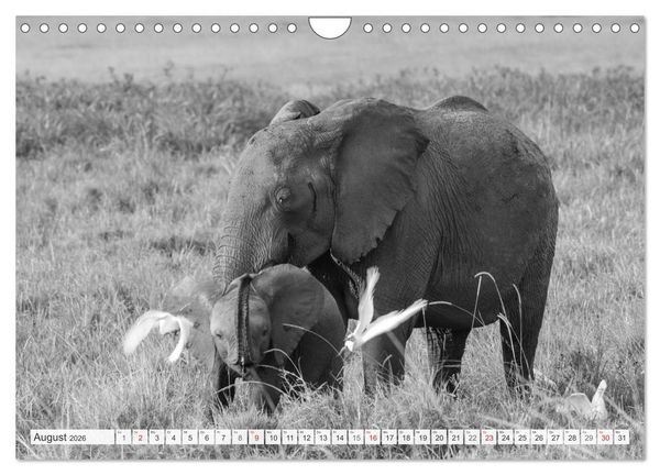 Produktbild: Emotionale Momente: Elefanten in black & white (Wandkalender 2026 DIN A4 quer), CALVENDO Monatskalender