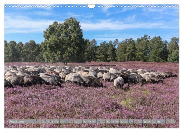 Produktbild: L&uuml;neburger Heide - Faszinierend sch&ouml;n (Wandkalender 2026 DIN A3 quer), CALVENDO Monatskalender