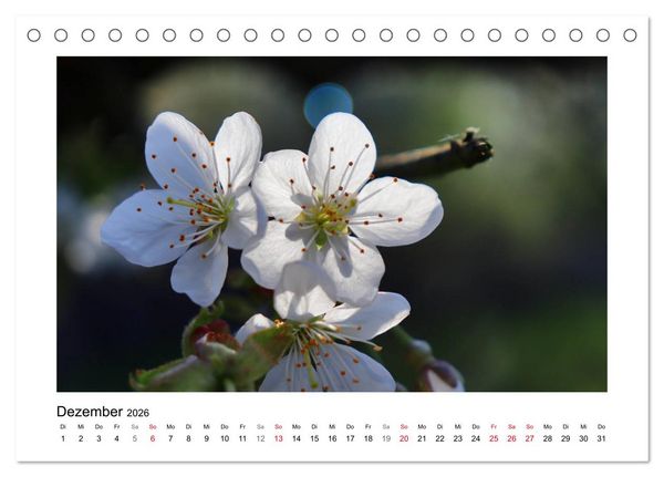 Produktbild: Kirschbl&uuml;te rund um Witzenhausen (Tischkalender 2026 DIN A5 quer), CALVENDO Monatskalender