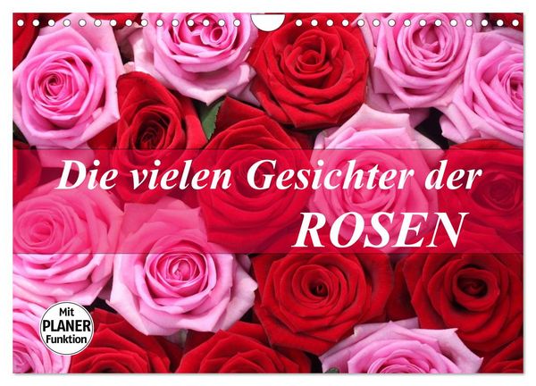 Produktbild: Die vielen Gesichter der Rosen (Wandkalender 2026 DIN A4 quer), CALVENDO Monatskalender