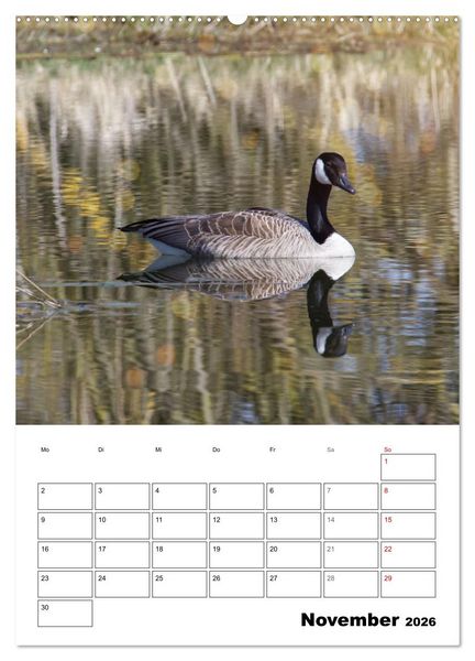 Produktbild: G&auml;nse, geliebte Wasserv&ouml;gel (hochwertiger Premium Wandkalender 2026 DIN A2 hoch), Kunstdruck in Hochglanz