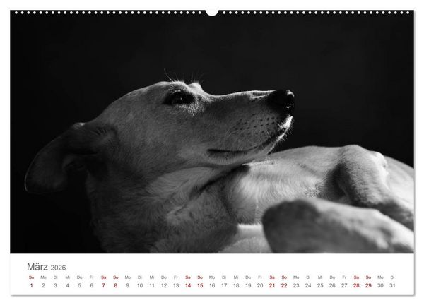 Produktbild: Hundeportraits Fine Art (Wandkalender 2026 DIN A2 quer), CALVENDO Monatskalender