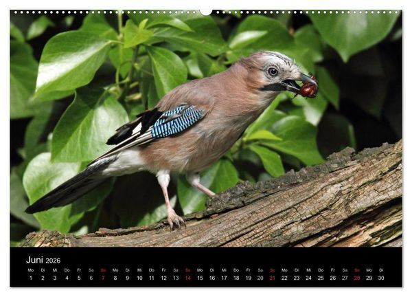 Produktbild: Eichelh&auml;her der Waldpolizist (Wandkalender 2026 DIN A2 quer), CALVENDO Monatskalender