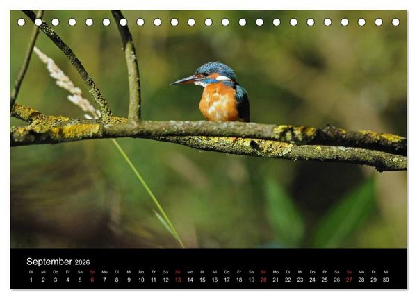 Produktbild: Der Eisvogel...fliegendes Juwel (Tischkalender 2026 DIN A5 quer), CALVENDO Monatskalender