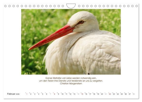 Produktbild: Der Tierkalender mit Zitaten, Weisheiten und Spr&uuml;chen (Wandkalender 2026 DIN A4 quer), CALVENDO Monatskalender