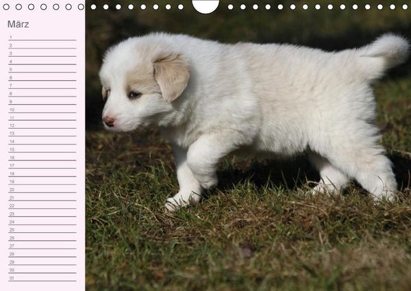 Produktbild: Border Collie-Welpen Geburtstagskalender (Wandkalender immerw&auml;hrend DIN A4 quer)