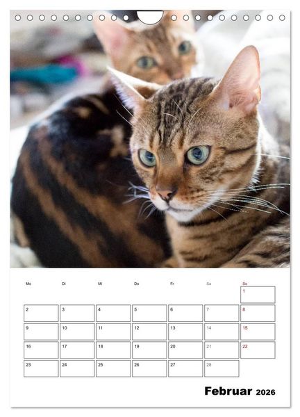 Produktbild: Bengalen - verschmust und abenteuerlustig (Wandkalender 2026 DIN A4 hoch), CALVENDO Monatskalender