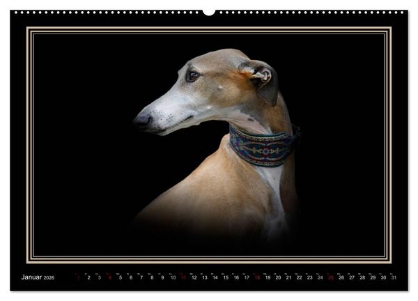Produktbild: Galgo Espa&ntilde;ol 2026- Der spanische Windhund (hochwertiger Premium Wandkalender 2026 DIN A2 quer), Kunstdruck in Hochglanz