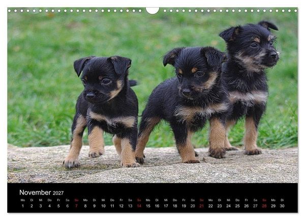 Produktbild: Katzen & Hunde (Wandkalender 2027 DIN A3 quer), CALVENDO Monatskalender