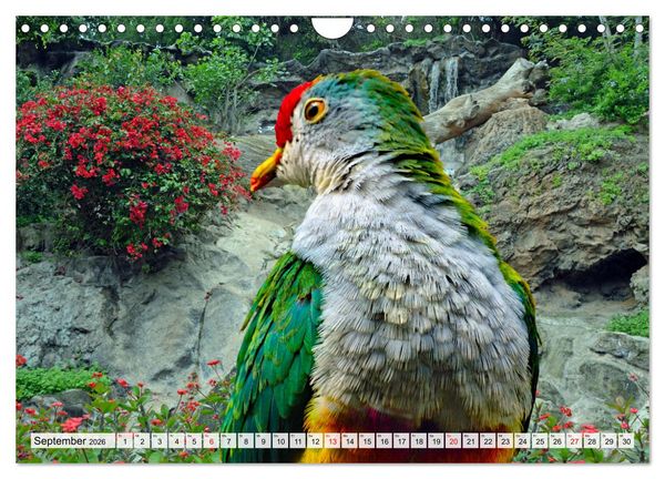 Produktbild: Wer gurrt denn da? (Wandkalender 2026 DIN A4 quer), CALVENDO Monatskalender
