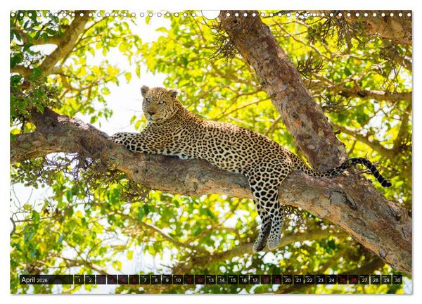 Produktbild: Leopards in the wild (Wall Calendar 2026 DIN A3 landscape), CALVENDO 12 Month Wall Calendar