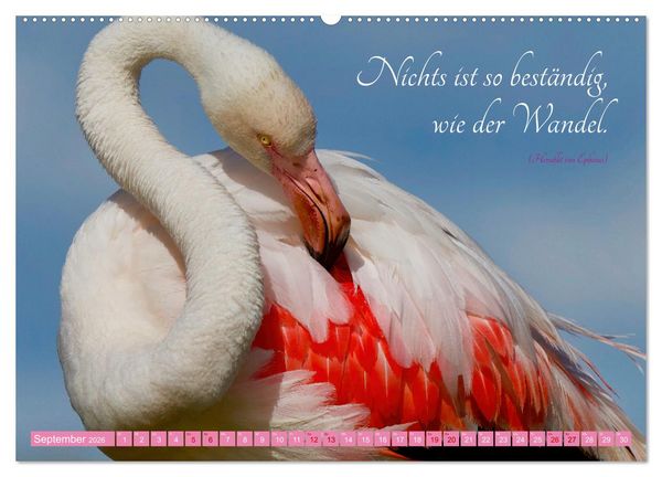 Produktbild: The Power Of Pink (hochwertiger Premium Wandkalender 2026 DIN A2 quer), Kunstdruck in Hochglanz