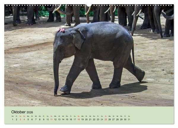 Produktbild: Elefanten. Badespa&szlig; am Strand (hochwertiger Premium Wandkalender 2026 DIN A2 quer), Kunstdruck in Hochglanz