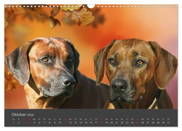 Produktbild: HUNDE LEBEN IST BUNT (Wandkalender 2026 DIN A3 quer), CALVENDO Monatskalender