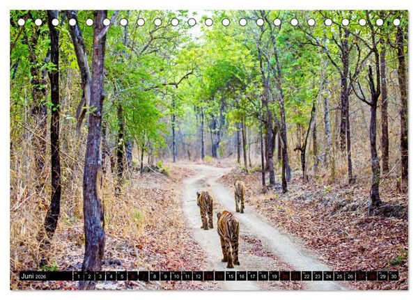 Produktbild: Indien - Im Reich des Tigers (Tischkalender 2026 DIN A5 quer), CALVENDO Monatskalender