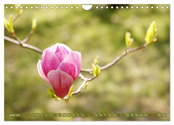 Produktbild: A Magnolia Dream (Wall Calendar 2026 DIN A4 landscape), CALVENDO 12 Month Wall Calendar