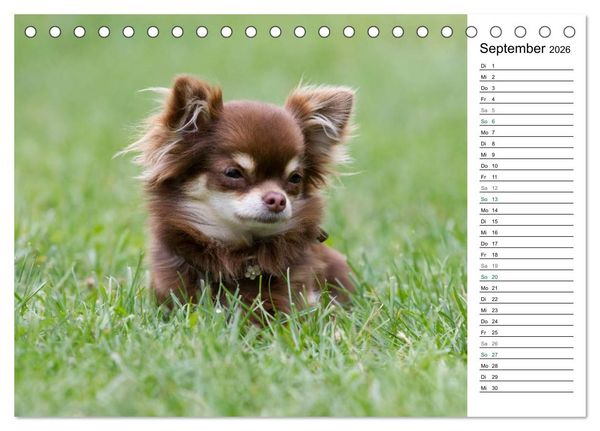 Produktbild: Chihuahuas - kleine Herzensbrecher (Tischkalender 2026 DIN A5 quer), CALVENDO Monatskalender
