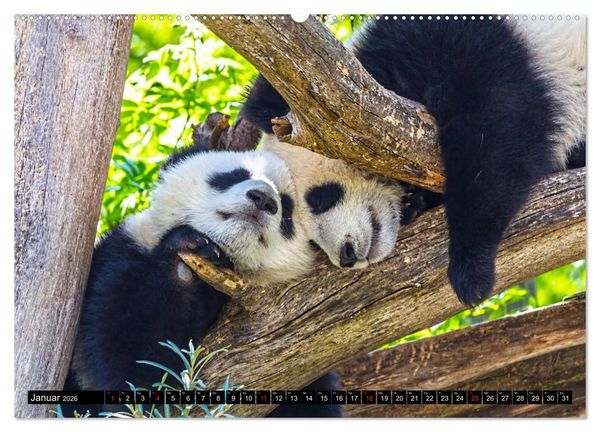 Produktbild: Pandab&auml;r Babys (Wandkalender 2026 DIN A2 quer), CALVENDO Monatskalender
