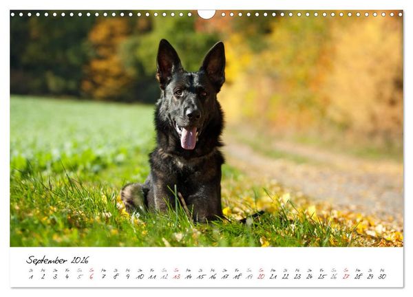 Produktbild: Der graue Deutsche Sch&auml;ferhund (Wandkalender 2026 DIN A3 quer), CALVENDO Monatskalender