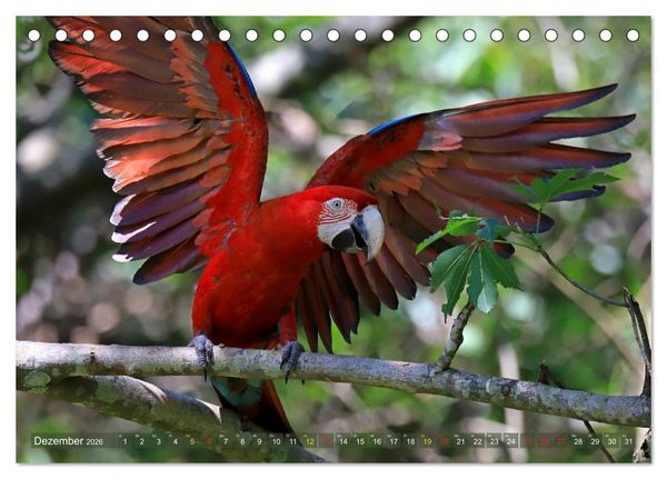 Produktbild: Aras im Pantanal (Tischkalender 2026 DIN A5 quer), CALVENDO Monatskalender
