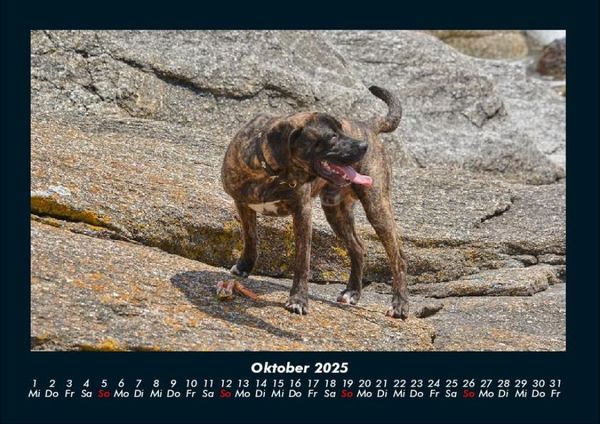 Produktbild: Hunde 2025 Fotokalender DIN A4