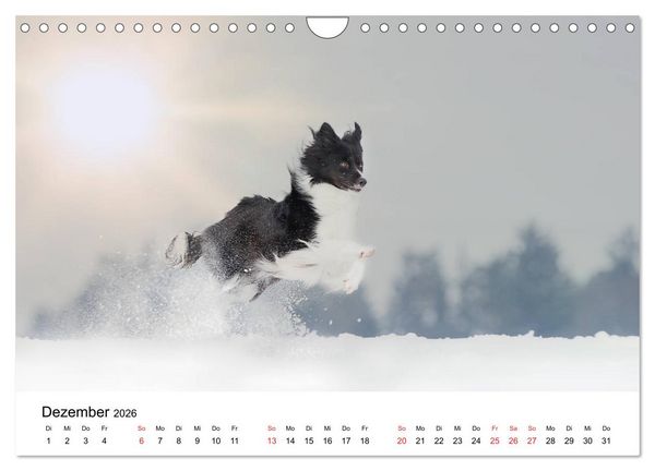 Produktbild: Border Collie - Bunt und clever! (Wandkalender 2026 DIN A4 quer), CALVENDO Monatskalender