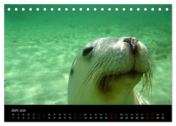 Produktbild: Australian Wildlife (Tischkalender 2026 DIN A5 quer), CALVENDO Monatskalender