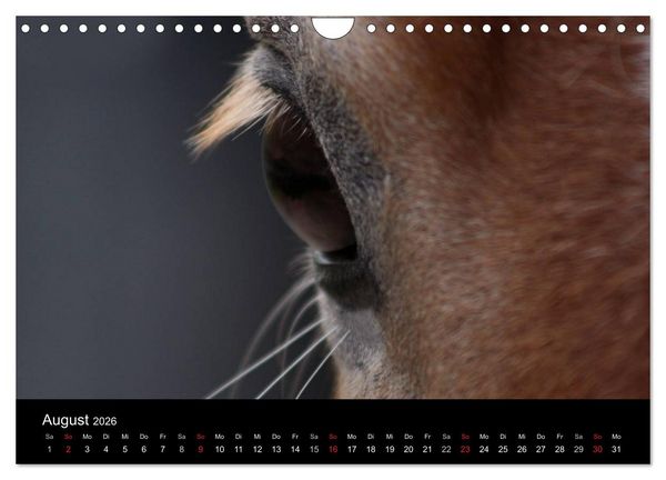 Produktbild: Pferde - m&auml;chtig, stolz & sch&ouml;n (Wandkalender 2026 DIN A4 quer), CALVENDO Monatskalender