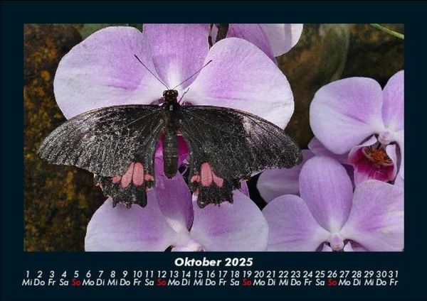 Produktbild: Blumenzauber 2025 Fotokalender DIN A5