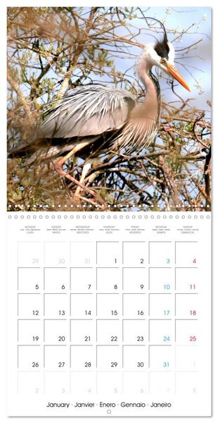 Produktbild: Au gr&eacute; des plumes (Calendrier mural carr&eacute; 2026 30x30 cm) Calendrier double avec une page pour vos prises de notes