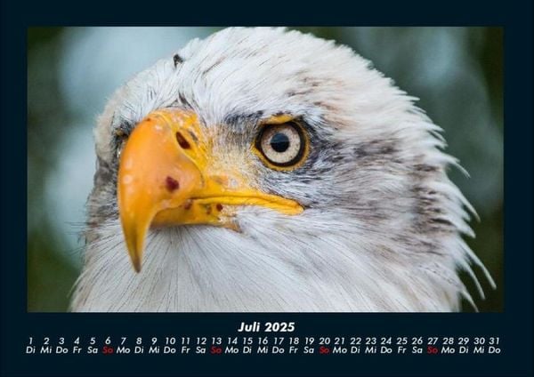 Produktbild: Welt der V&ouml;gel 2025 Fotokalender DIN A4