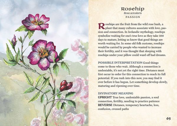 Produktbild: The Herbalist's Oracle