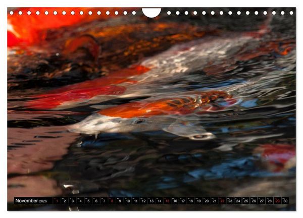Produktbild: Nishikigoi oder Koi Karpfen (Wandkalender 2026 DIN A4 quer), CALVENDO Monatskalender