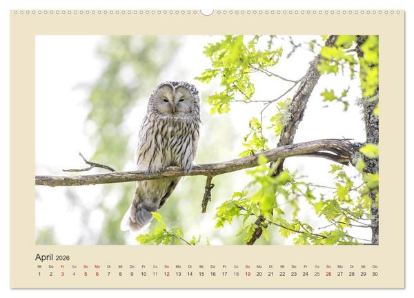 Produktbild: Tiere im Wald. Bezaubernde Begegnungen (hochwertiger Premium Wandkalender 2026 DIN A2 quer), Kunstdruck in Hochglanz