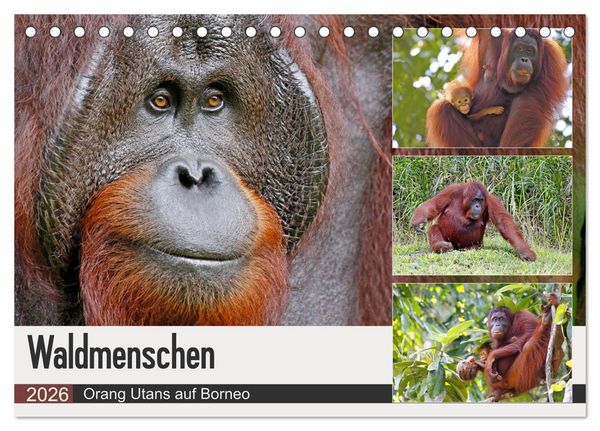Produktbild: Waldmenschen - Orang Utans auf Borneo (Tischkalender 2026 DIN A5 quer), CALVENDO Monatskalender