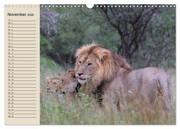 Produktbild: L&ouml;wen. Majest&auml;tische Kraft (Wandkalender 2026 DIN A3 quer), CALVENDO Monatskalender