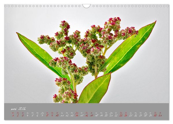Produktbild: Des fleurs sur le chemin du matin (Calendrier mural 2026 DIN A3 vertical), CALVENDO calendrier mensuel