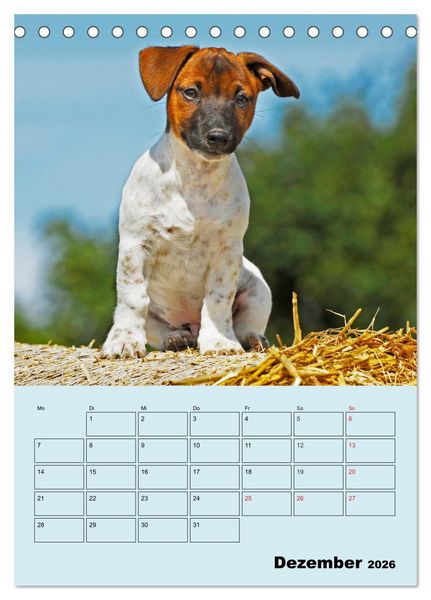 Produktbild: Familienplaner Jack und Parson Russell Terrier (Tischkalender 2026 DIN A5 hoch), CALVENDO Monatskalender