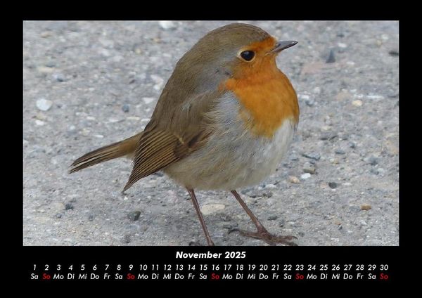 Produktbild: Welt der V&ouml;gel 2025 Fotokalender DIN A3